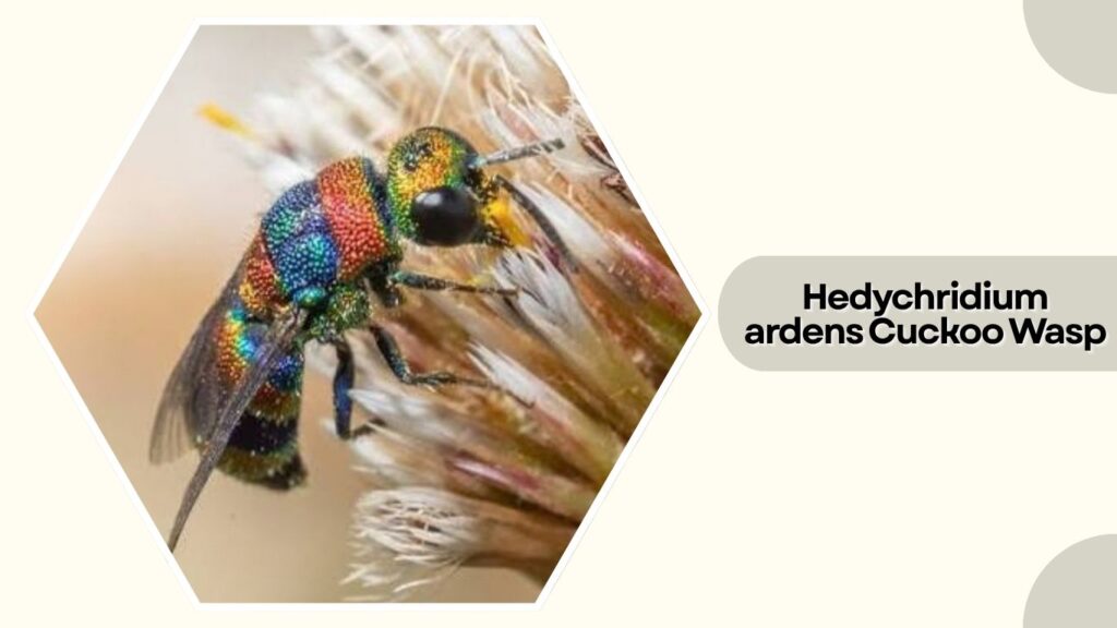 Hedychridium ardens Cuckoo Wasp 
