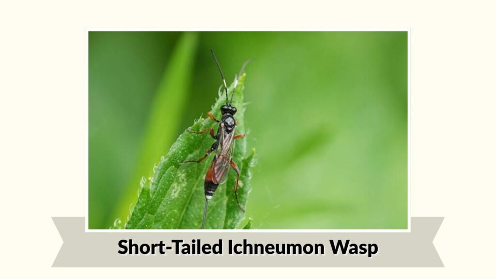 Short-Tailed Ichneumon Wasp 