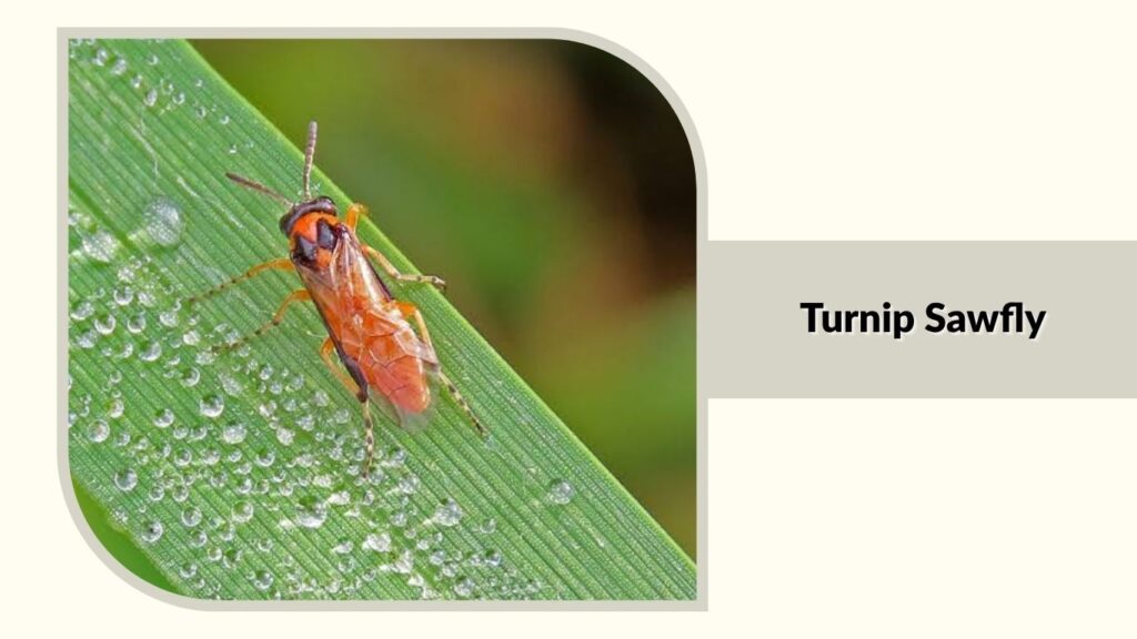 Turnip Sawfly