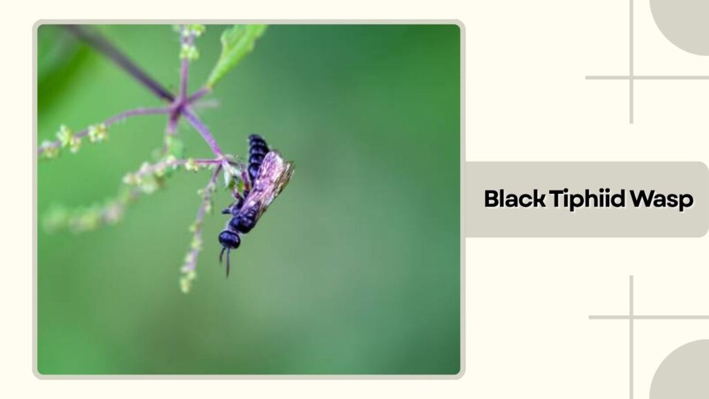 Black Tiphiid Wasp