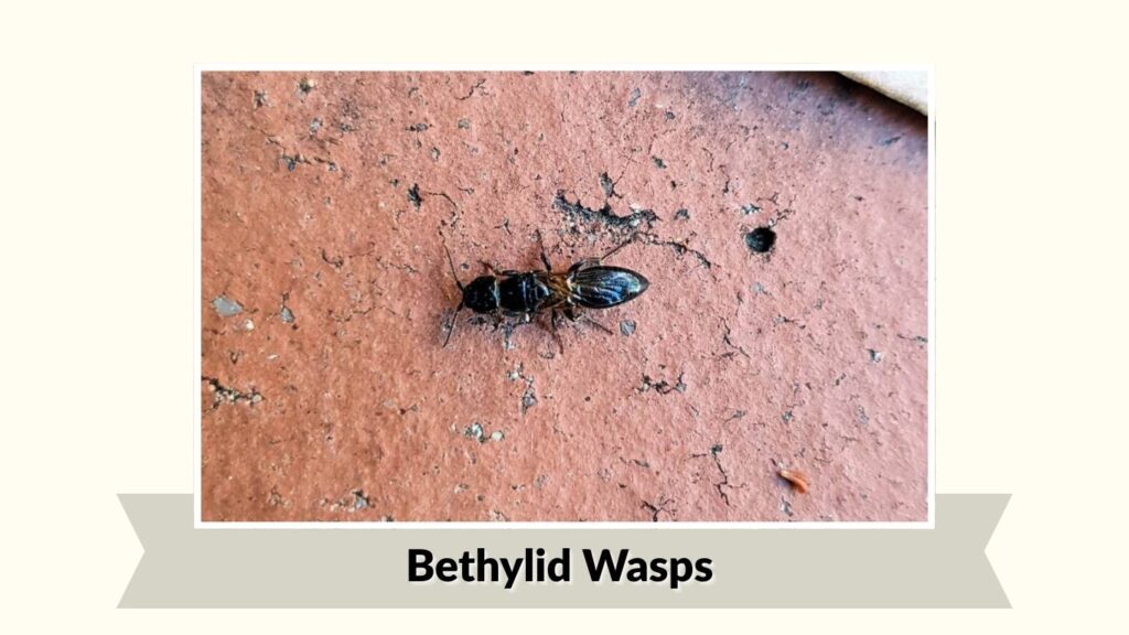 Bethylid Wasps