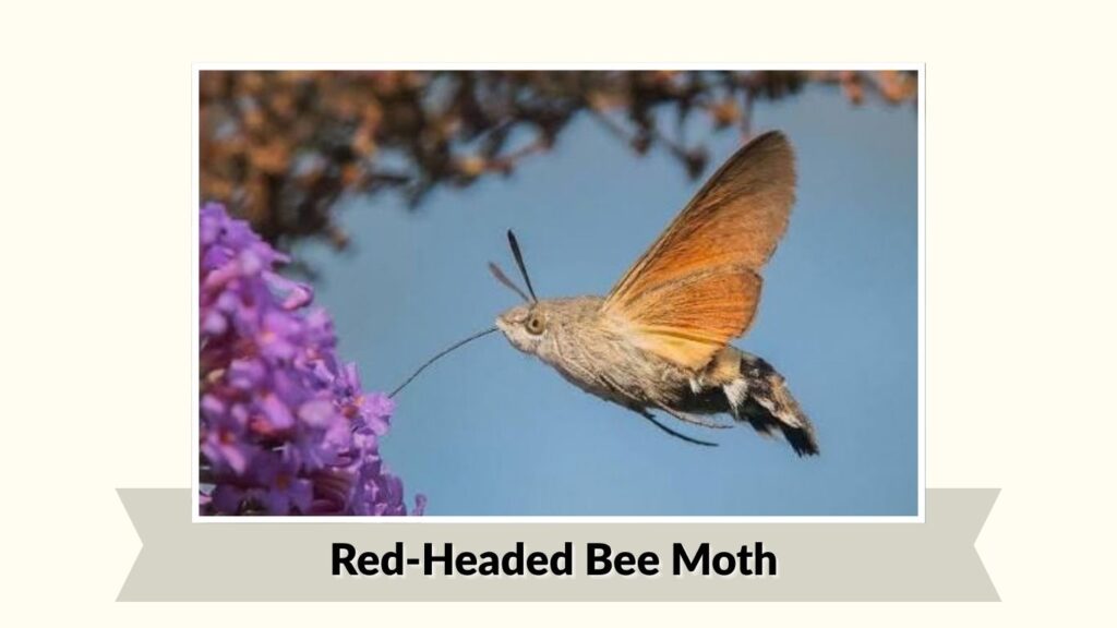 Red-Headed Bee Moth