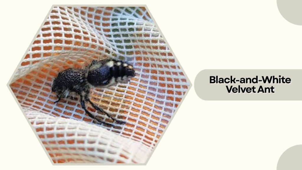 Black-and-White Velvet Ant