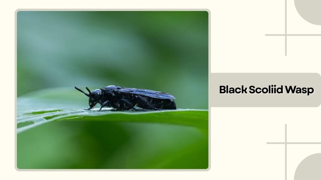 Black Scoliid Wasp