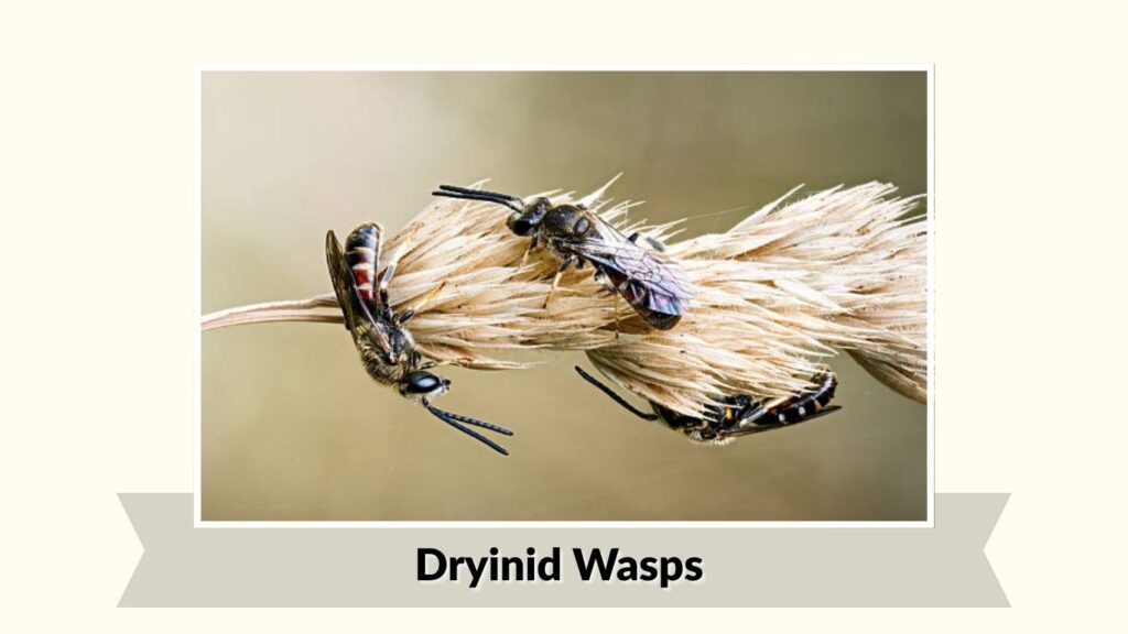 Dryinid Wasps