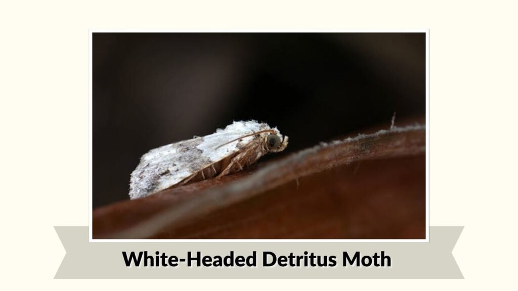 White-Headed Detritus Moth