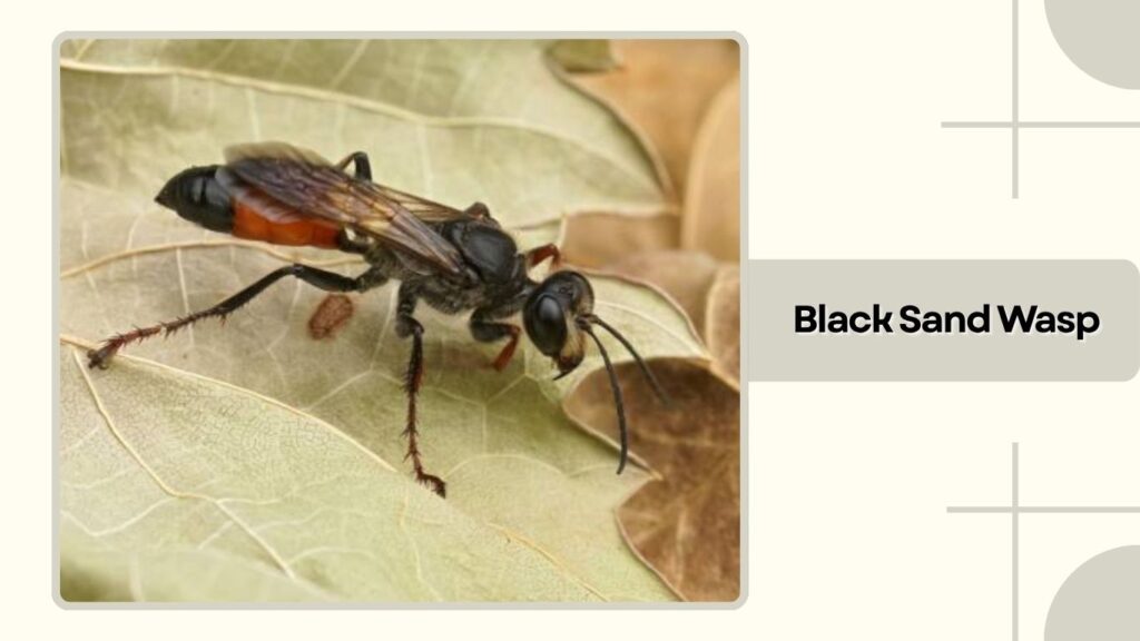 Black Sand Wasp