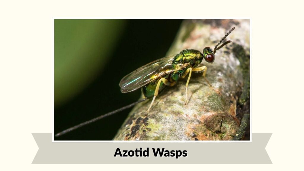 Azotid Wasps