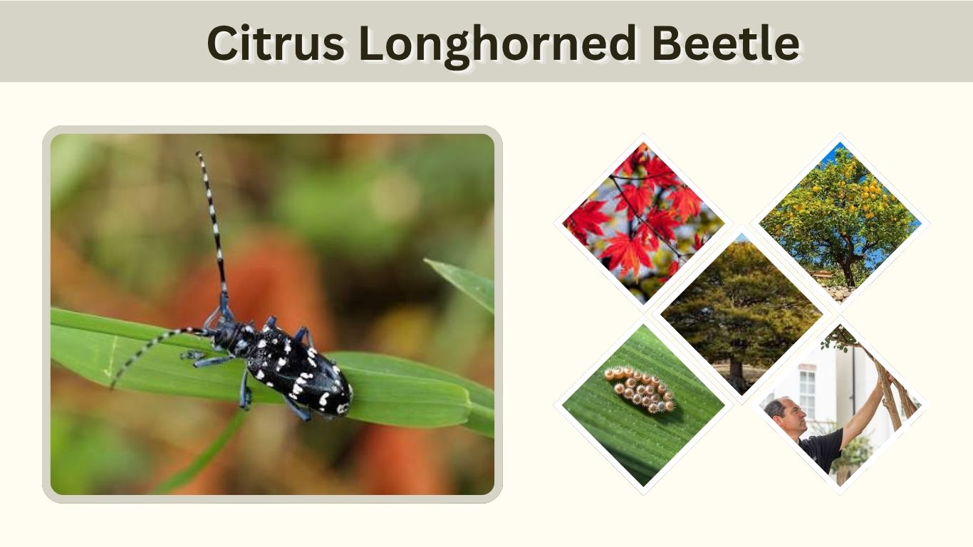 Citrus Longhorned Beetle: Identification, Damage & Control