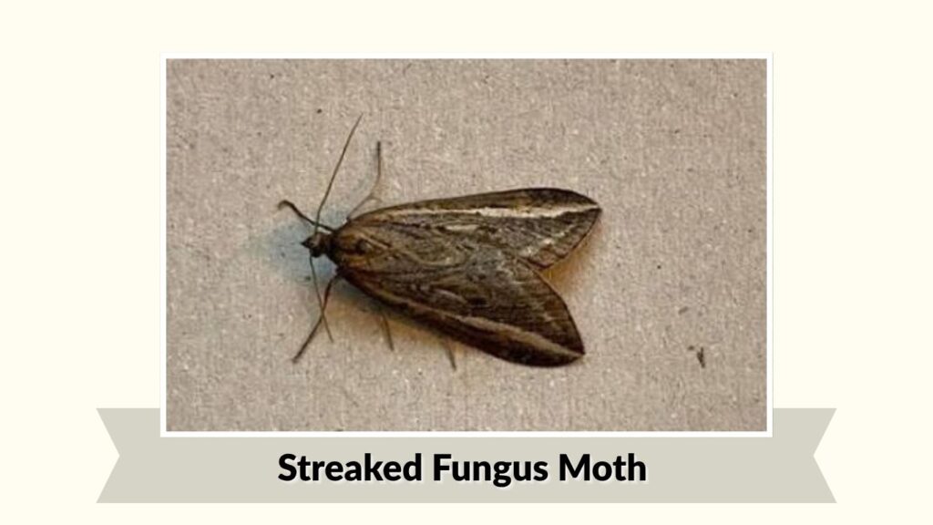 Streaked Fungus Moth