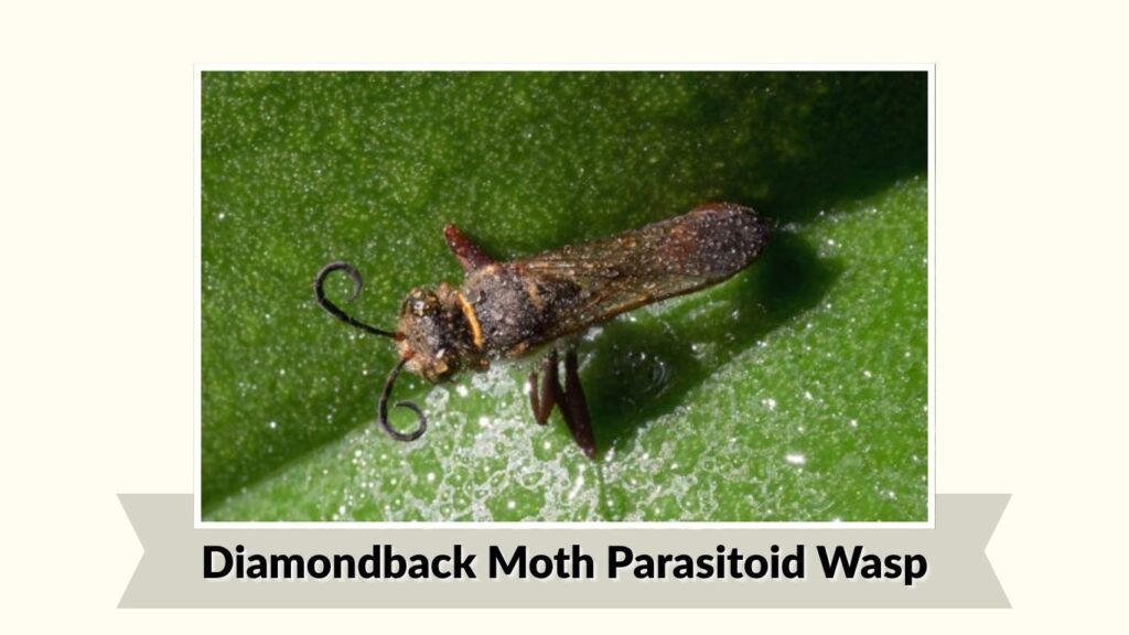  Diamondback Moth Parasitoid Wasp