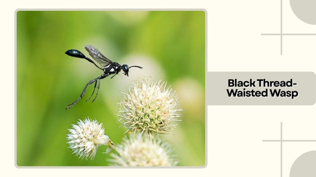  Black Thread-Waisted Wasp