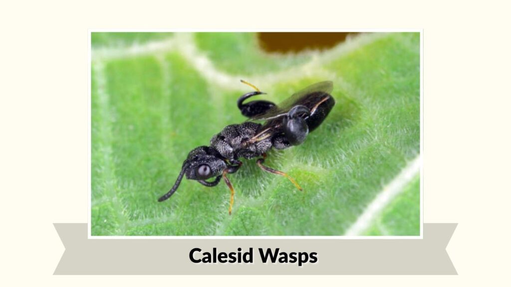 Calesid Wasps