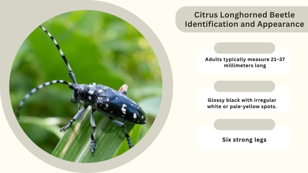 Citrus Longhorned Beetle Identification and Appearance