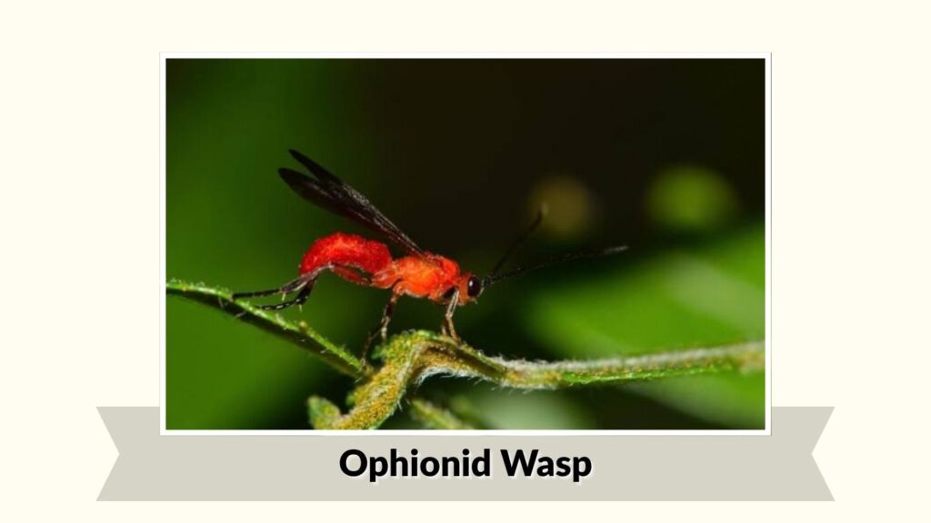  Ophionid Wasp