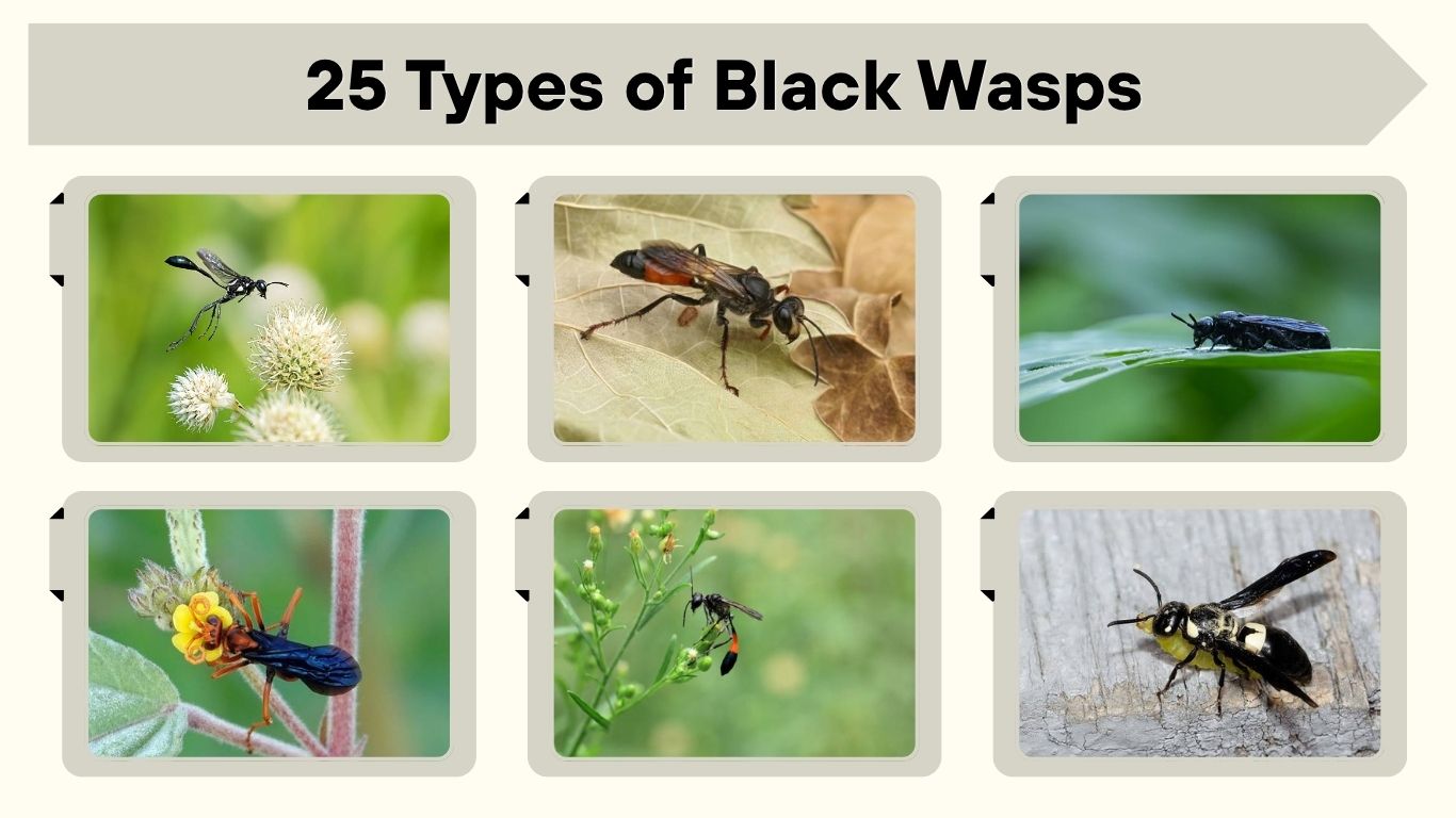 25 Types of Black Wasps: Identification, Names & Pictures