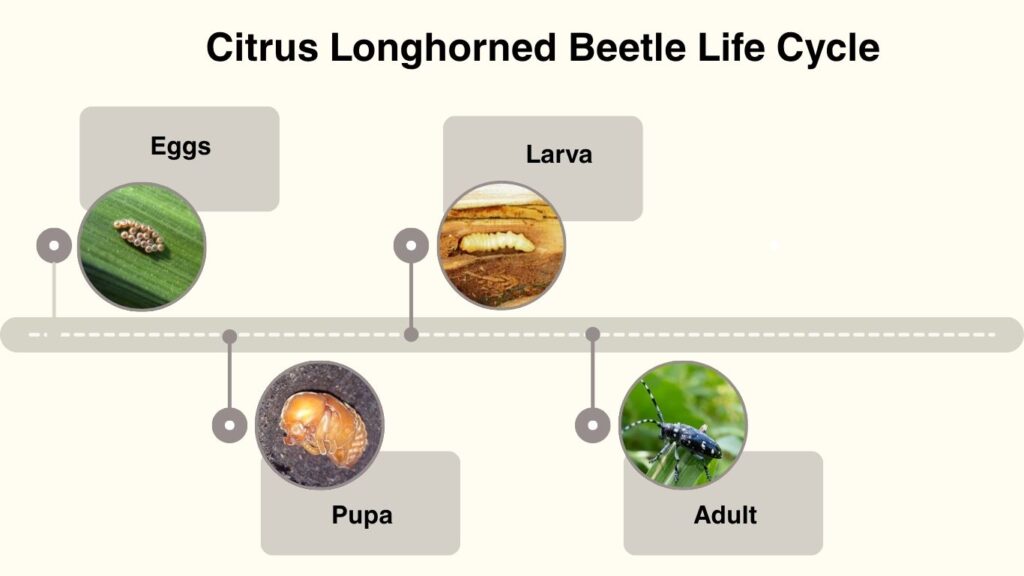 Citrus Longhorned Beetle Life Cycle