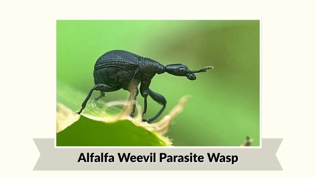 Alfalfa Weevil Parasite Wasp