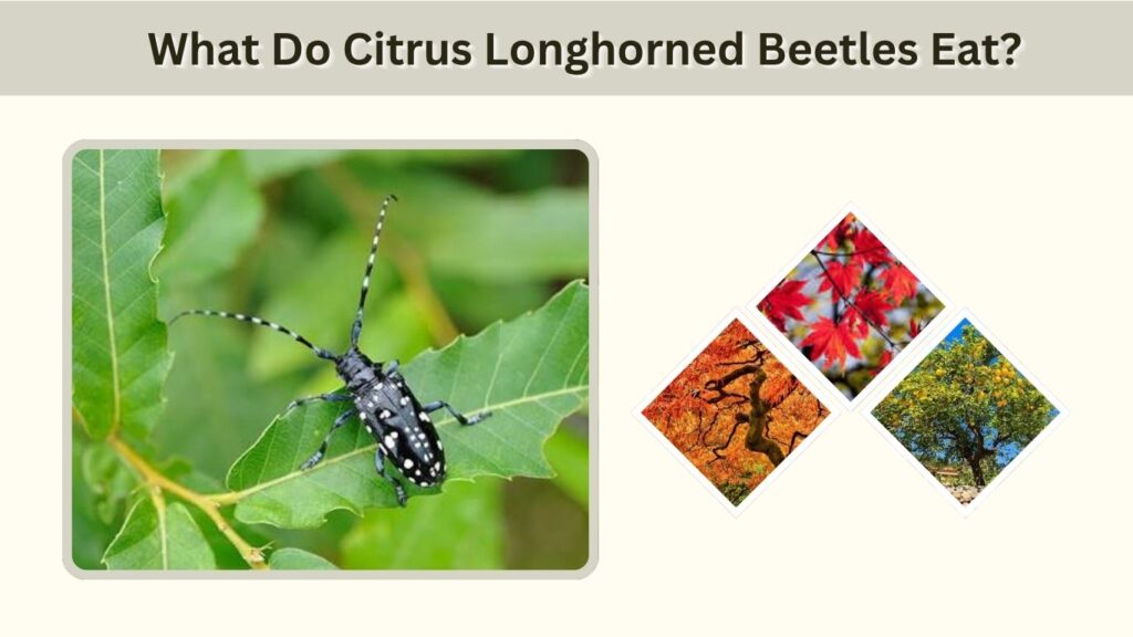 What Do Citrus Longhorned Beetles Eat?