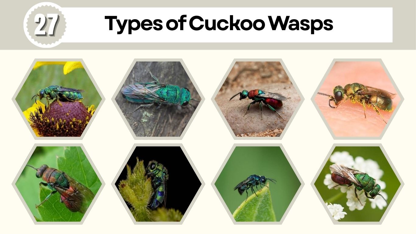 27 Types of Cuckoo Wasps: Identification and Facts