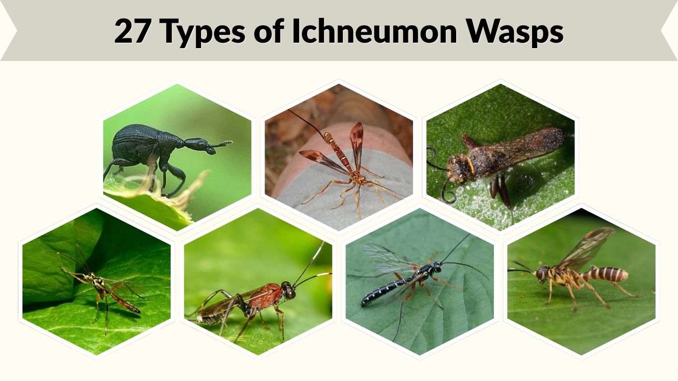27 Types of Ichneumon Wasps: Identification and Facts