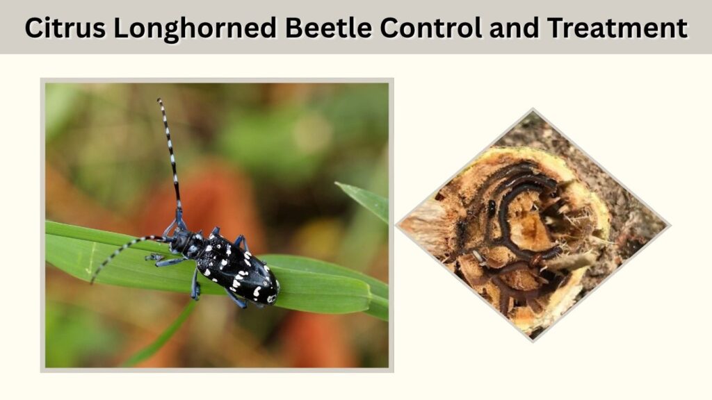 Citrus Longhorned Beetle Control and Treatment