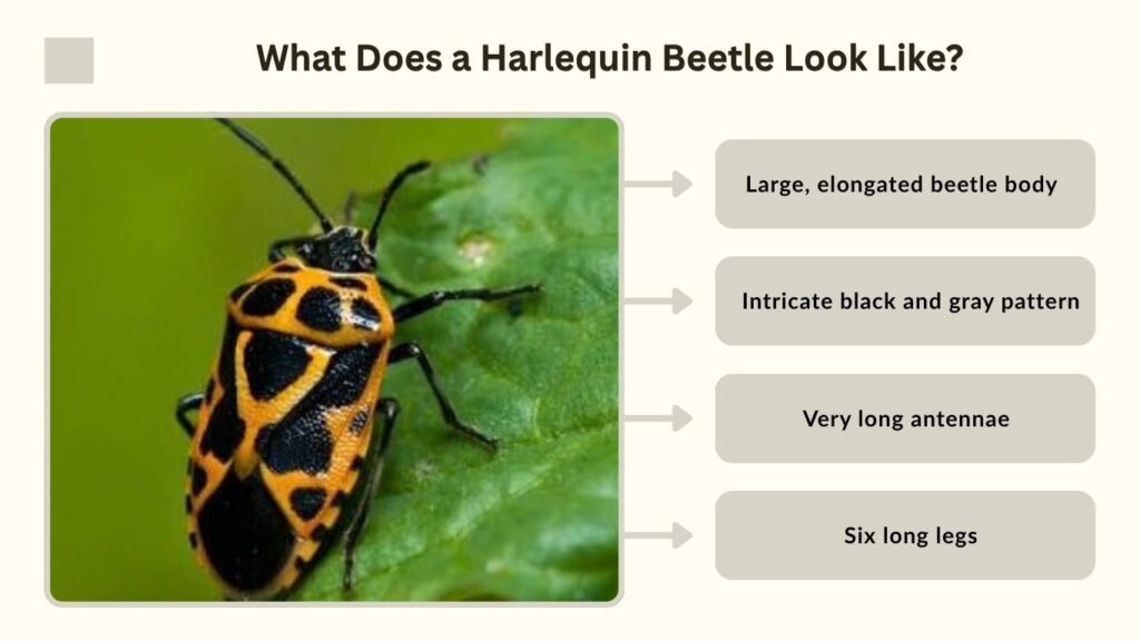 What Does a Harlequin Beetle Look Like?