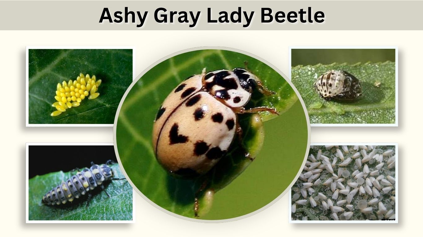 Ashy Gray Lady Beetle: Identification, Larvae & Life Cycle