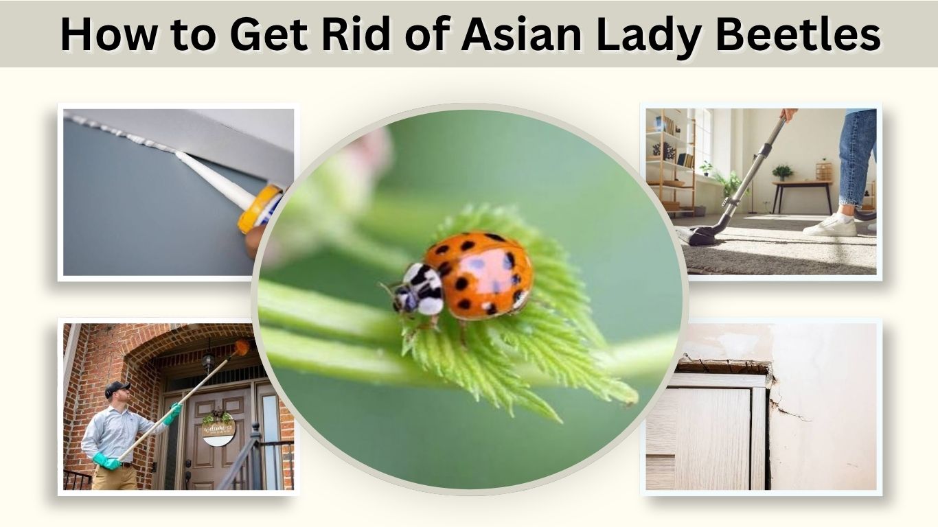 How to Get Rid of Asian Lady Beetles in Your House