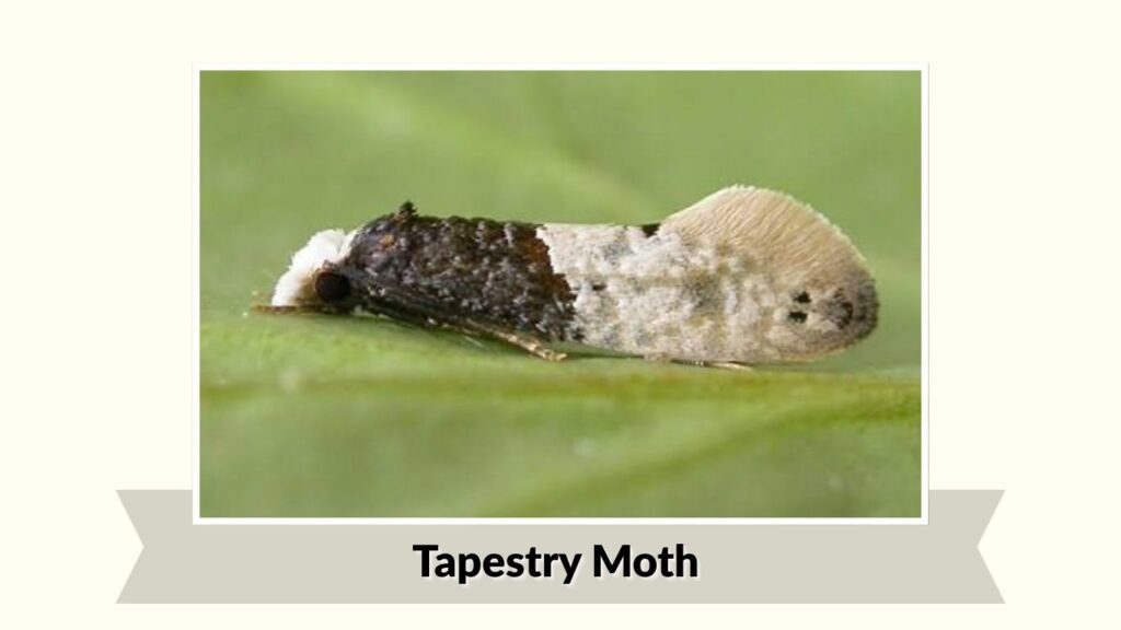 Tapestry Moth