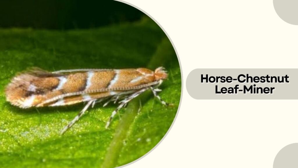 Horse-Chestnut Leaf-Miner