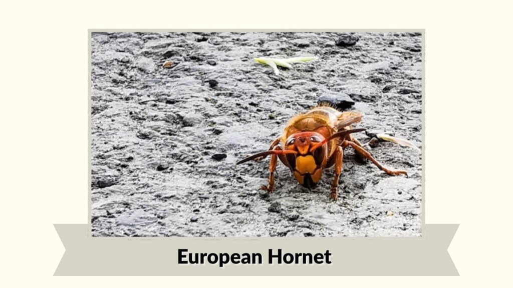 European Hornet