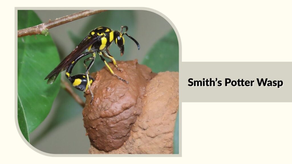 Boll’s Potter Wasp