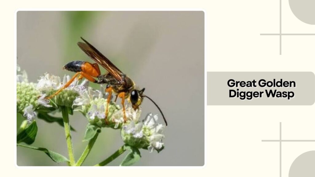Great Golden Digger Wasp