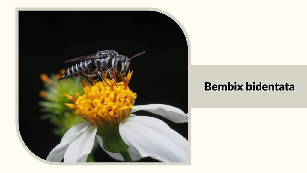 Bembix bidentata