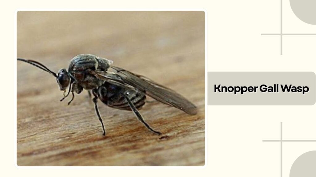 Knopper Gall Wasp 
