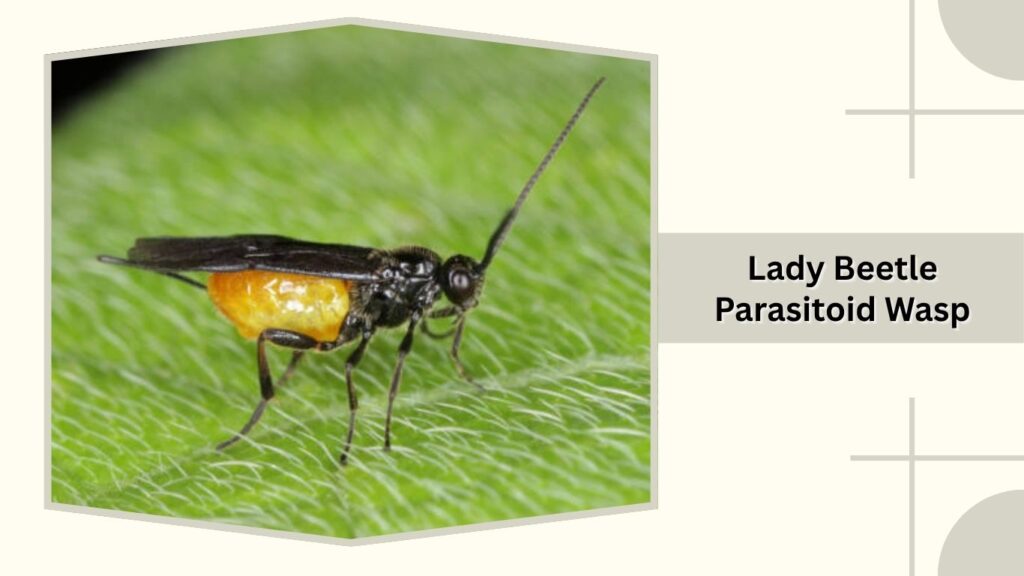 Lady Beetle Parasitoid Wasp