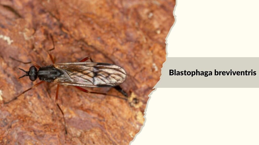 Blastophaga breviventris