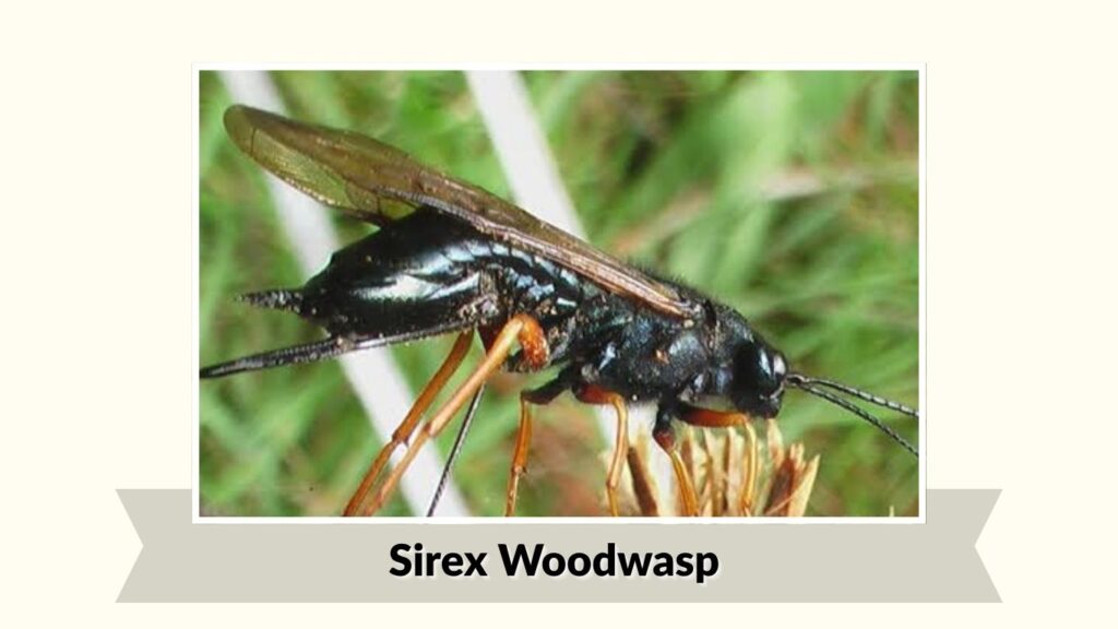 Sirex Woodwasp