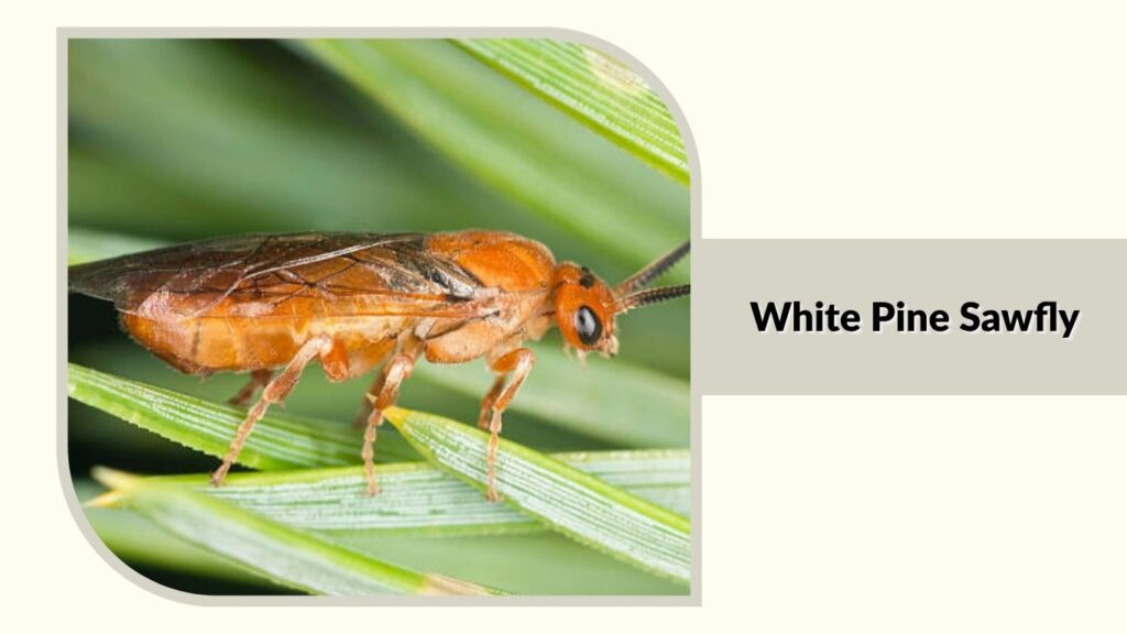 White Pine Sawfly