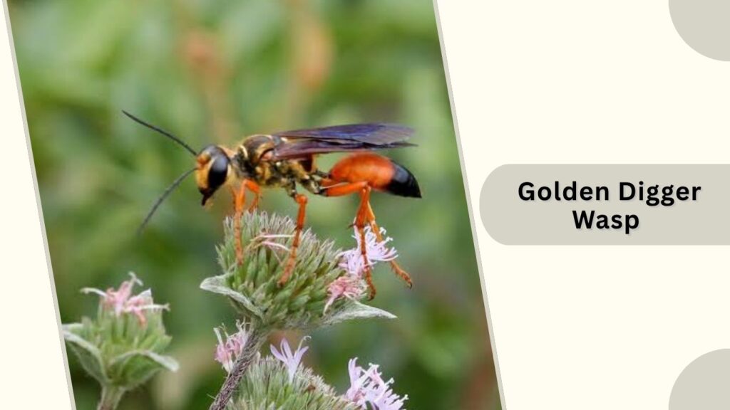 Golden Digger Wasp