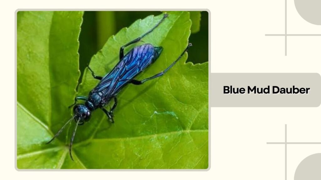 Blue Mud Dauber