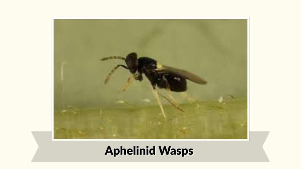 Aphelinid Wasps