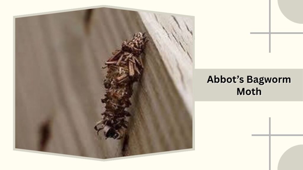 Abbot’s Bagworm Moth