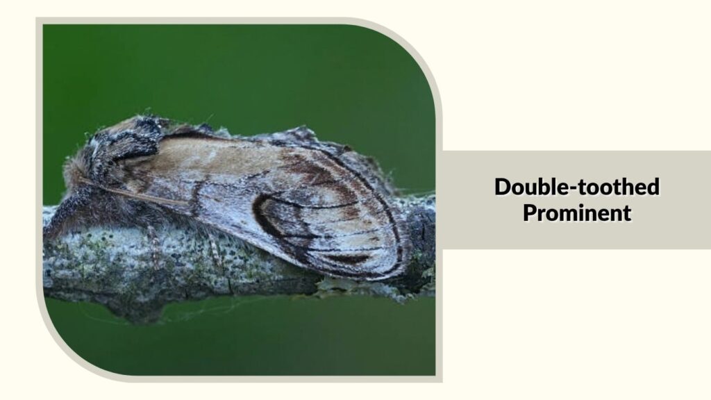 Double-toothed Prominent