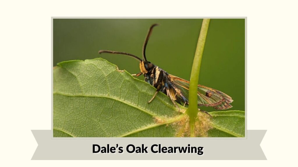 Dale’s Oak Clearwing