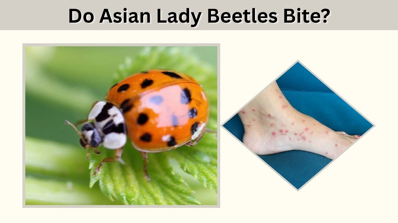 Do Asian Lady Beetles Bite? Symptoms, Risks & Prevention