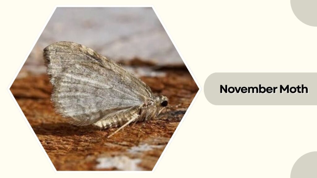 November Moth