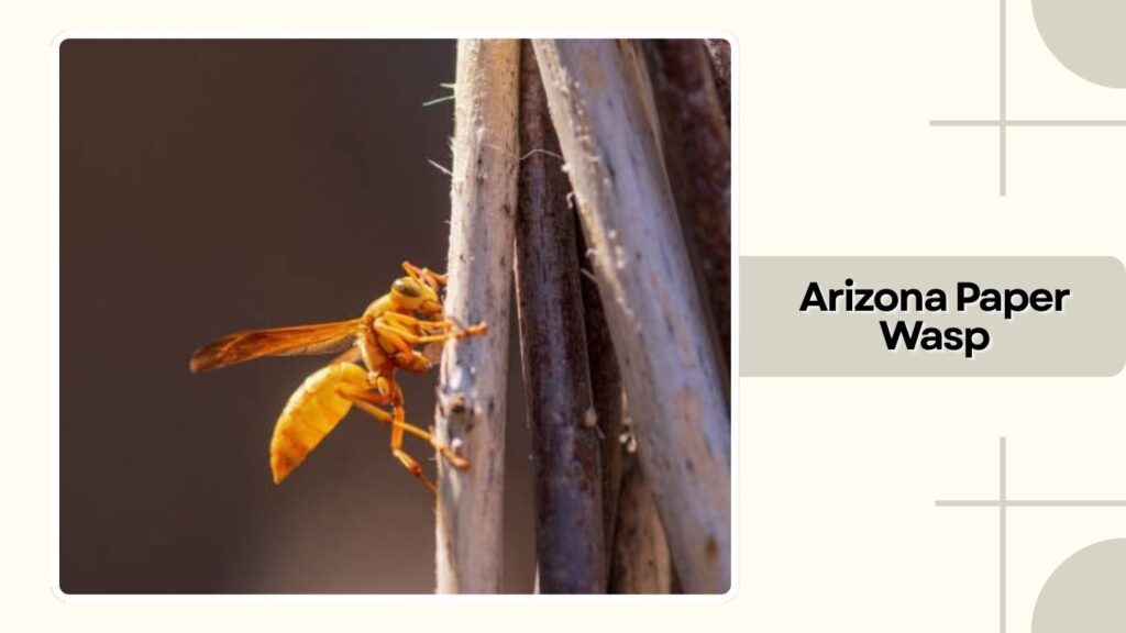 Arizona Paper Wasp