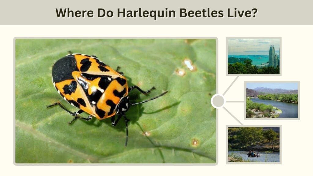 Where Do Harlequin Beetles Live?